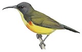 Apo Sunbird Illustration