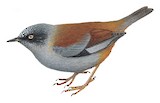 Maroon-backed Accentor Illustration