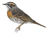 Rufous-breasted Accentor Illustration