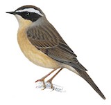 Brown Accentor Illustration