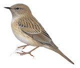 Kozlov's Accentor Illustration