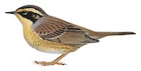 Siberian Accentor Illustration