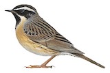 Black-throated Accentor Illustration