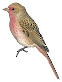 Przevalski's Finch Illustration