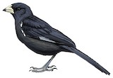 White-billed Buffalo Weaver Illustration