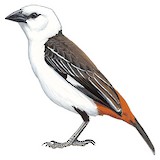 White-headed Buffalo Weaver Illustration