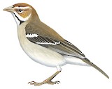 Chestnut-crowned Sparrow-Weaver Illustration