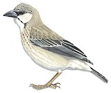 Donaldson Smith's Sparrow-Weaver Illustration