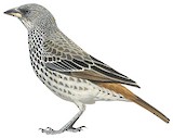 Rufous-tailed Weaver Illustration