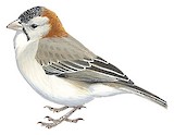 Speckle-fronted Weaver Illustration