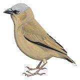 Grey-capped Social Weaver Illustration