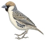 Sociable Weaver Illustration