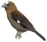 Thick-billed Weaver Illustration