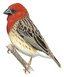 Cardinal Quelea Illustration