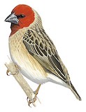 Red-headed Quelea Illustration