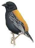 Golden-backed Bishop Illustration