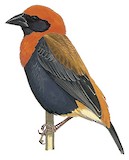 Black-winged Red Bishop Illustration