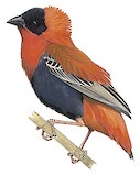 Northern Red Bishop Illustration