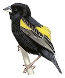 Yellow Bishop Illustration