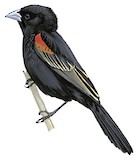 Fan-tailed Widowbird Illustration