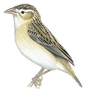 Euplectes albonotatus albonotatus