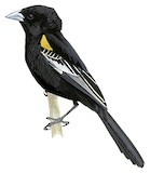 White-winged Widowbird Illustration