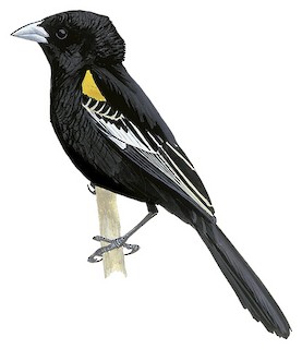 Euplectes albonotatus albonotatus