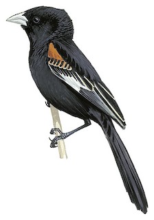 Euplectes albonotatus eques