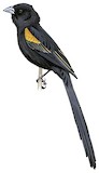 Marsh Widowbird Illustration