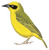 Baglafecht Weaver Illustration