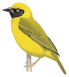 Bannerman's Weaver Illustration