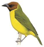 Bates's Weaver Illustration