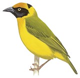 Bertram's Weaver Illustration