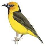 Black-necked Weaver Illustration