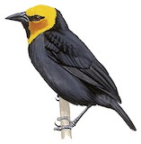 Black-billed Weaver Illustration