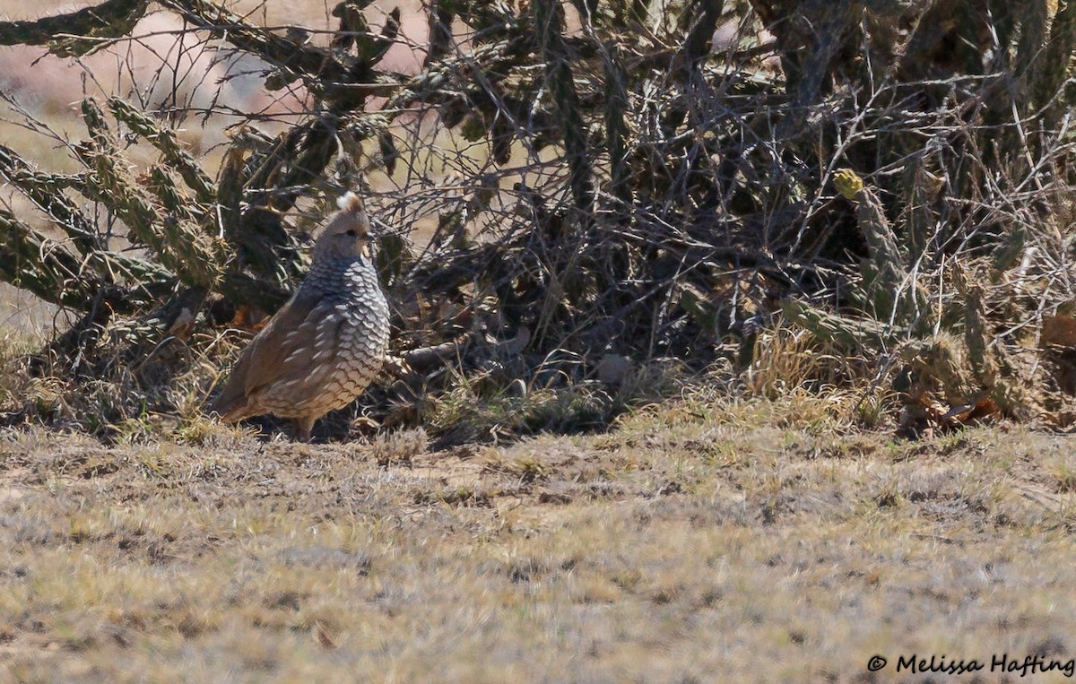 eBird Checklist - 19 Apr 2019 - Lake Pueblo SWA--swallows - 16 species