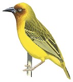 Cape Weaver Illustration