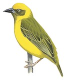 Bocage's Weaver Illustration