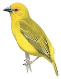 Eastern Golden Weaver Illustration