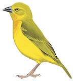 Holub's Golden Weaver Illustration