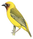 Northern Brown-throated Weaver Illustration