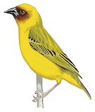 Rüppell's Weaver Illustration