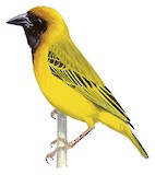 Northern Masked Weaver Illustration