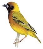 Tanzanian Masked Weaver Illustration