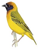 Vitelline Masked Weaver Illustration