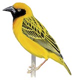 Speke's Weaver Illustration