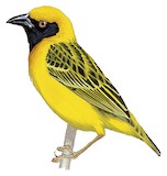 Fox's Weaver Illustration