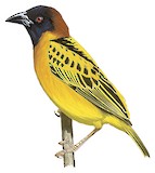 Village Weaver Illustration