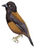 Chestnut-and-black Weaver Illustration