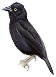 Vieillot's Black Weaver Illustration